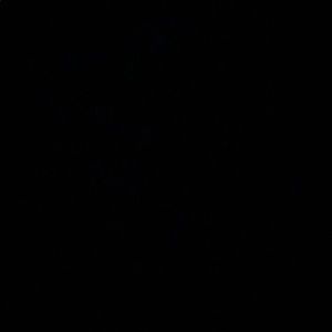 Meet your Posher, Bailey